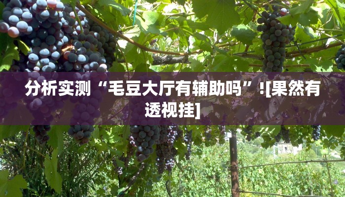 分析实测“毛豆大厅有辅助吗”![果然有透视挂]