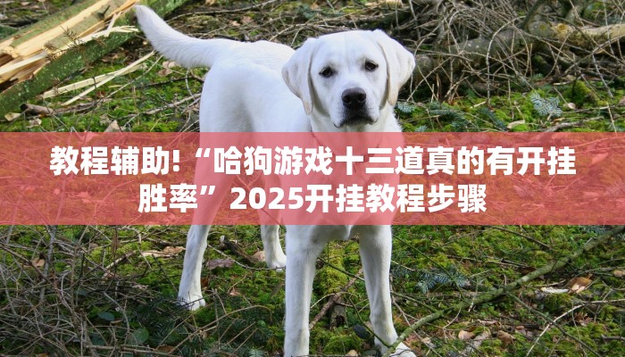 教程辅助!“哈狗游戏十三道真的有开挂胜率”2025开挂教程步骤
