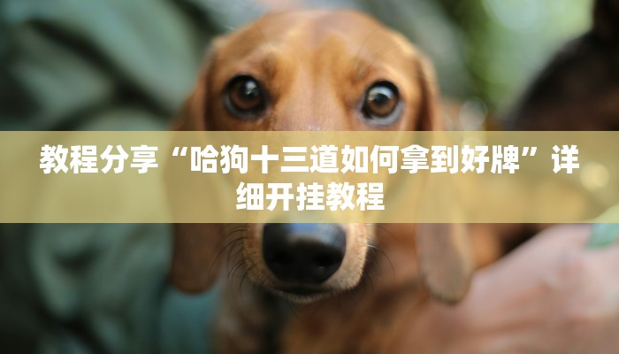 教程分享“哈狗十三道如何拿到好牌”详细开挂教程