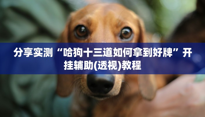 分享实测“哈狗十三道如何拿到好牌”开挂辅助(透视)教程