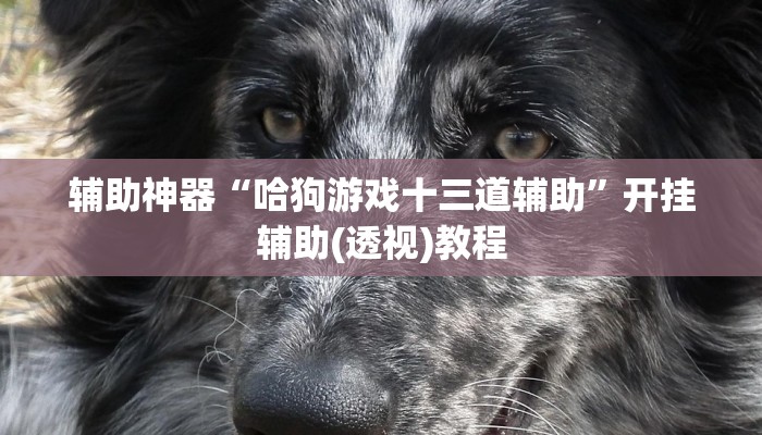 辅助神器“哈狗游戏十三道辅助”开挂辅助(透视)教程