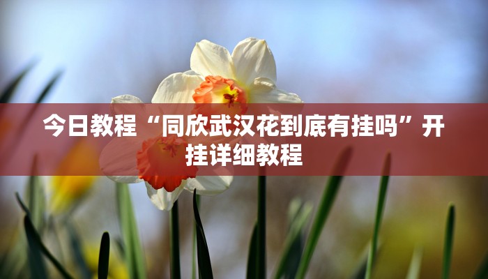 今日教程“同欣武汉花到底有挂吗”开挂详细教程 今日教程“同欣武汉花到底有挂吗”开挂详细教程