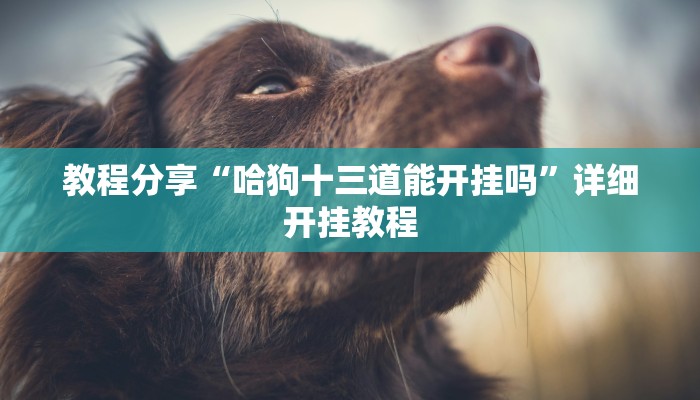 教程分享“哈狗十三道能开挂吗”详细开挂教程