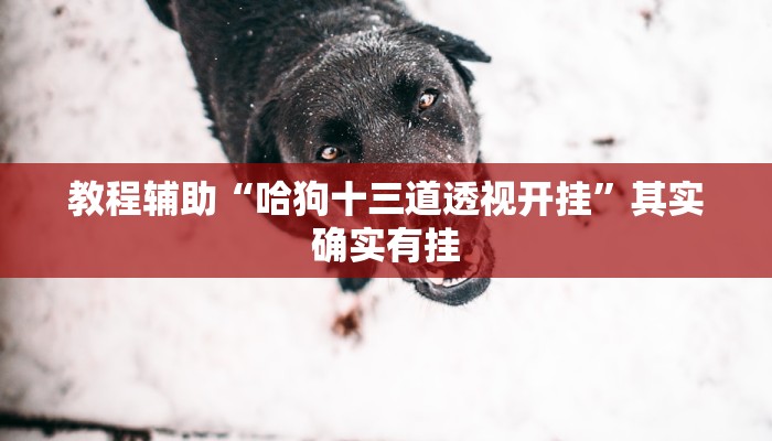 教程辅助“哈狗十三道透视开挂”其实确实有挂