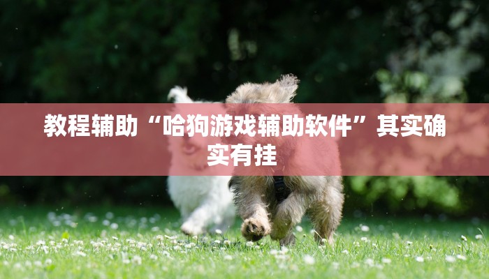 教程辅助“哈狗游戏辅助软件”其实确实有挂 