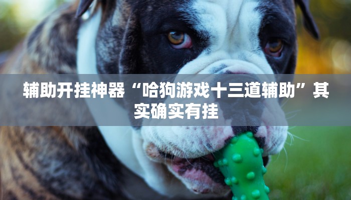 辅助开挂神器“哈狗游戏十三道辅助”其实确实有挂