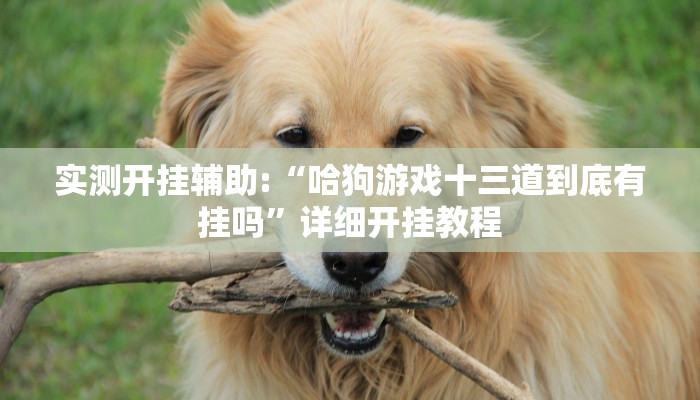 实测开挂辅助:“哈狗游戏十三道到底有挂吗”详细开挂教程