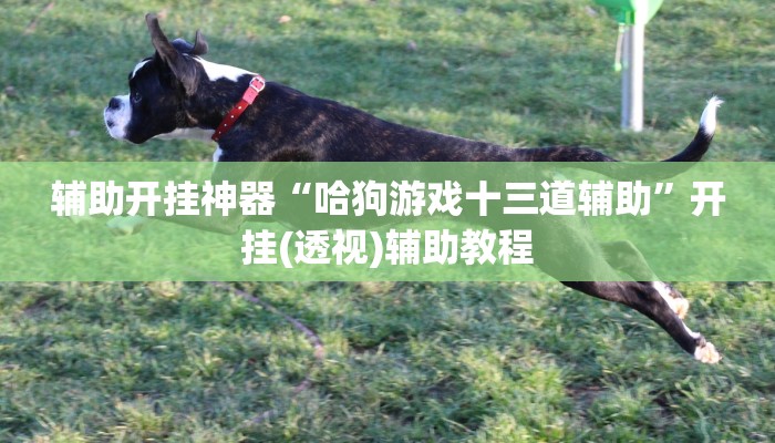 辅助开挂神器“哈狗游戏十三道辅助”开挂(透视)辅助教程