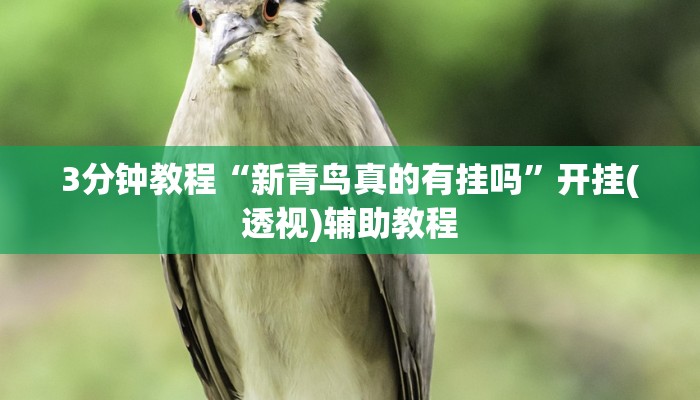 3分钟教程“新青鸟真的有挂吗”开挂(透视)辅助教程