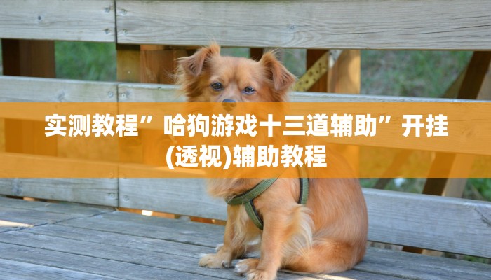 实测教程”哈狗游戏十三道辅助”开挂(透视)辅助教程
