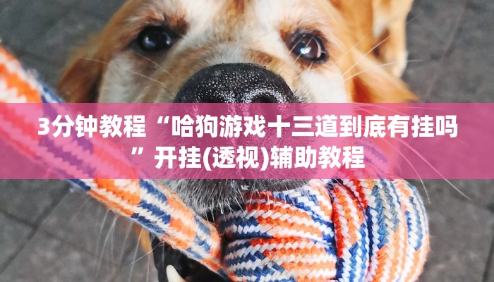 3分钟教程“哈狗游戏十三道到底有挂吗”开挂(透视)辅助教程